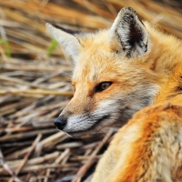 Red Fox