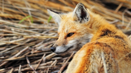 Red Fox