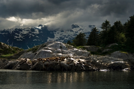 Seals on Marble Rocks Island