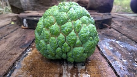 Custard apple - sushat, rohan, sambhaji, rai