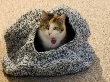 Cat in Hiding - hiding, calico, cat, blue