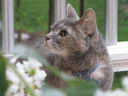 Sweetest Kitty - tabby, flowers, cat, grey