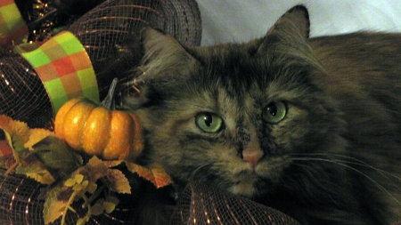 Autumn Kitty - Decor, Thanksgiving, Cat, Fall