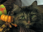 Autumn Kitty