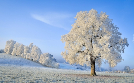 Winter - winter, hill, tree, frost