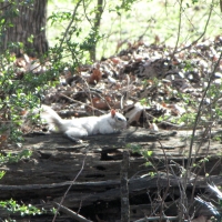 Bianca the White Squirrel Sunning