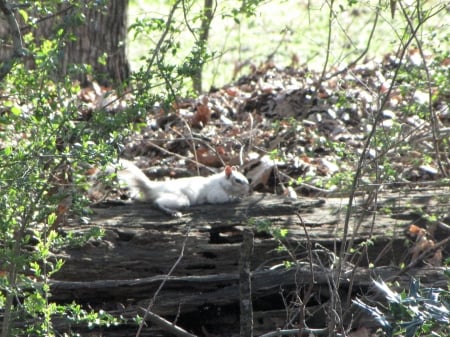 Bianca the White Squirrel Sunning - log, white squirrel, sunning, bianca