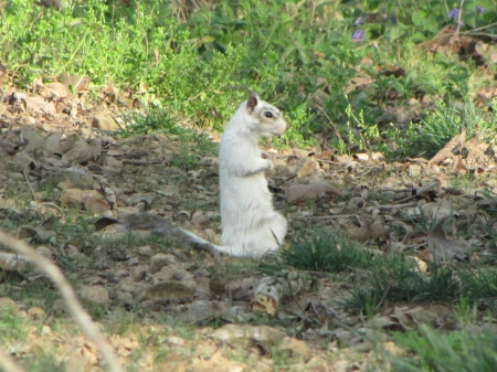 Bianca the White Squirrel on her haunches - white squirrel, sitting, haunches, bianca