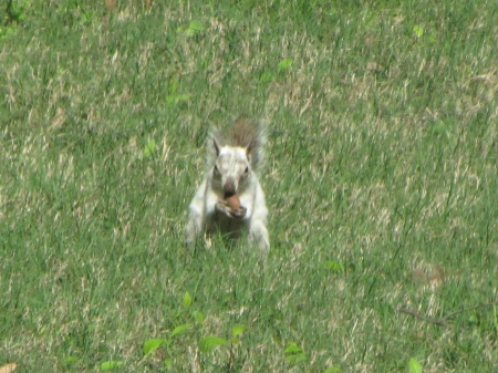 Bianca the White Squirrel eating a nut - eating, white squirrel, nut, grass, bianca