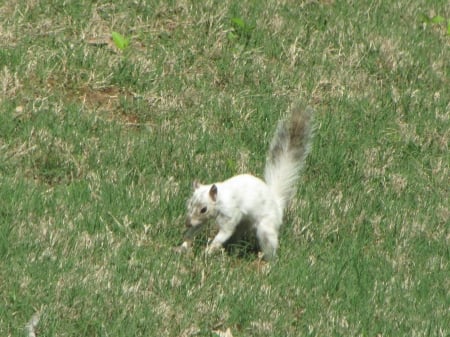 Bianca the White Squirrel burying a nut - white squirrel, burying, nut, bianca