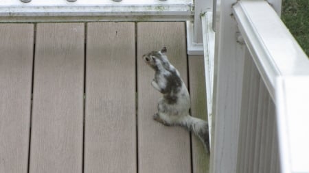 Bianca the White Squirrel on our deck - white squirrel, sitting, deck, bianca