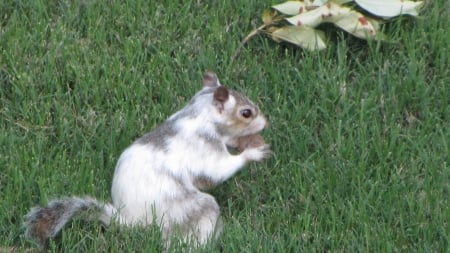 Bianca the White Squirrel eating nut in grass - eating, white squirrel, nut, grass, bianca