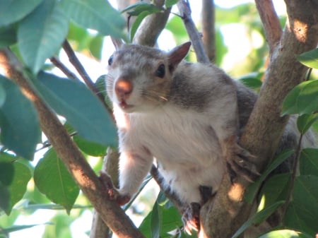 Bianca the White Squirrel looking at me taking her picture - looking, White squirrel, picture, Bianca, tree