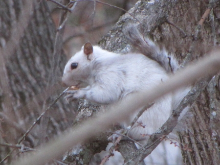 Bianca the White Squirrel as a young squirrel - white squirrel, tree, young, bianca