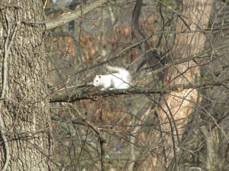 Bianca the White Squirrel in tree - young squirrel, White squirrel, tree, Bianca