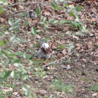 Bianca the White Squirrel with a mouthful of leaves