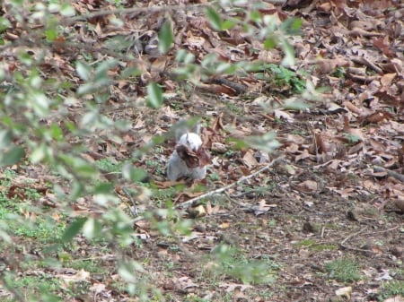 Bianca the White Squirrel with a mouthful of leaves - leaves, white squirrel, mouthful, bianca