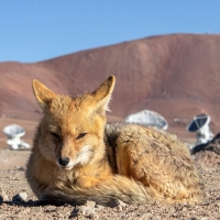 Andean fox