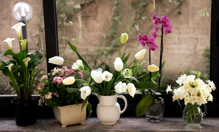 Still Life - pretty, still life, flower, vase