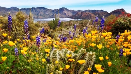 Mountain Meadow - Mountain, Flower, Nature, Meadow