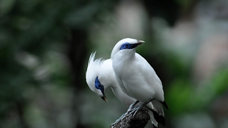 Beautiful White Birds - branches, birds, white, animal, couple