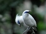 Beautiful White Birds