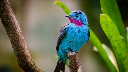 Spangled Cotinga Bird - winged creatures, animals, birds, colorful