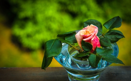 Bud of rose - vase, flower, rose, bud