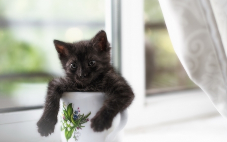 Kitten - black, white, pisica, kitten, funny, cute, cup, cat