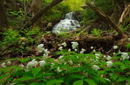 Waterfall in spring forest - trees, cascades, greenery, waterfall, spring, forest, beautiful, flowers, wildflowers