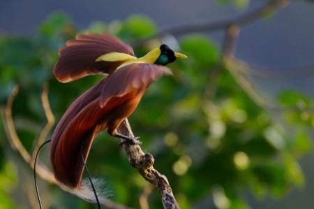 Birds of Prey - trees, forest, animal, prey, birds