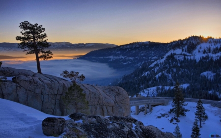 Pine Tree on a cliff - for, trees, winter, nature, cliff, snow, pine, mountains