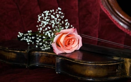 Still Life - flowers, rose, still life, violin