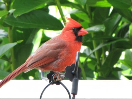 Cardinal - male, cardinal, flag stand, green leaves