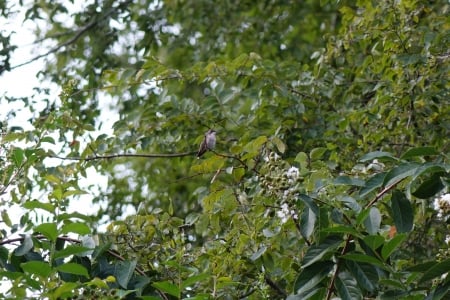 Hummingbird in Tree - Ruby-throated, sitting, Hummingbird, tree