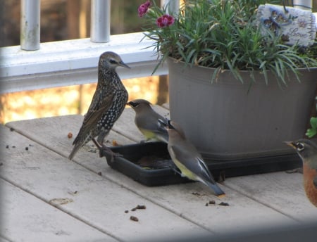 Cedar Waxwings - flowers, Robin, deck, Cedar Waxwings