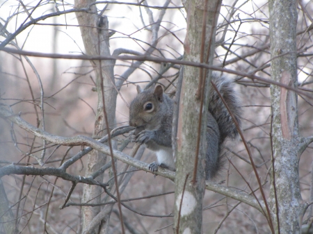 Gray Squirrel Eating Nut in Tree - nut, eating, tree, Gray squirrel