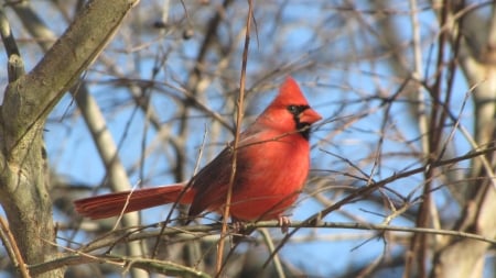 Cardinal in Tree - red bird, tree, blue sky, male cardinal