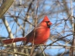 Cardinal in Tree