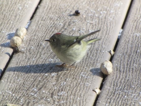 Ruby-Crowned Kinglet - bird, kinglet, ruby-crowned, small, deck