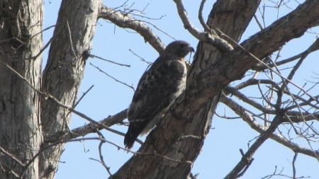 Hawk in Tree - scouting, blue sky, Hawk, tree