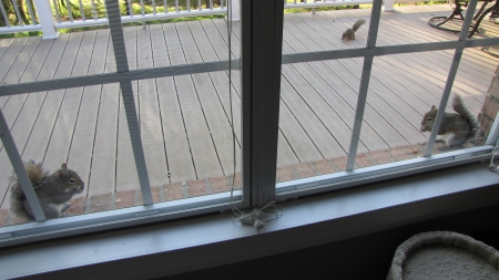 Squirrels Eating Breakfast - gray squirrels, windowsill, deck, eating peanuts, three