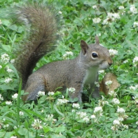 Baby Gray Squirrel