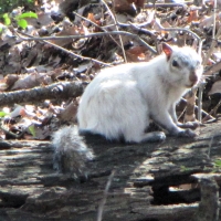 Bianca the White Squirrel Sitting on a Log