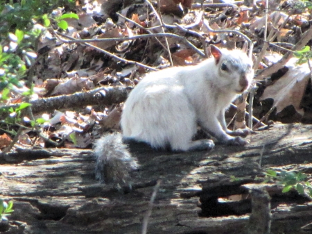 Bianca the White Squirrel Sitting on a Log - White squirrel, sitting, log, Bianca