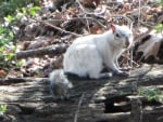 Bianca the White Squirrel Sitting on a Log