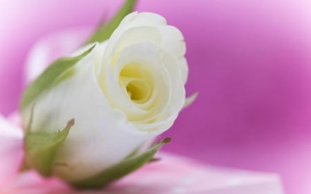 Beautiful Rose - bud, rose, white, flower