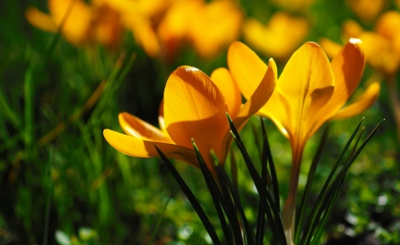 Yellow crocuses - crocuses, freshness, macro, yellow, beautiful, flowers, grass, spring