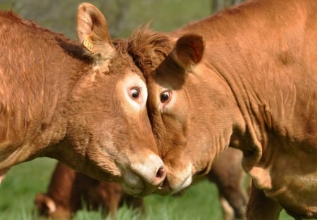 Hello, my dear! I missed you so much! - animal, funny, cow, vaca, couple