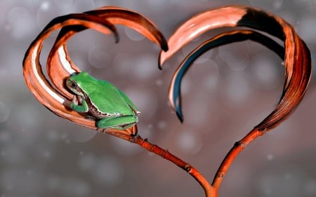 Frog - bokeh, frog, heart, animal, orange, green, valentine, cute